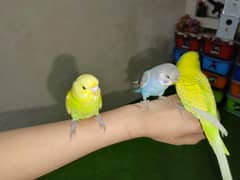 Hand tame budgie