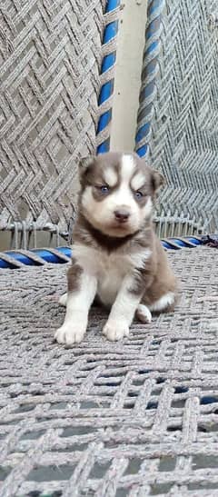 blue eyes woolly coat husky puppies with mother