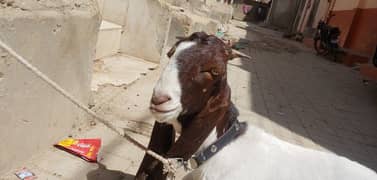 beetal goat, patera bakra or Tedi bakra