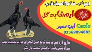 Egg available Shamo ASEEL form03369094882