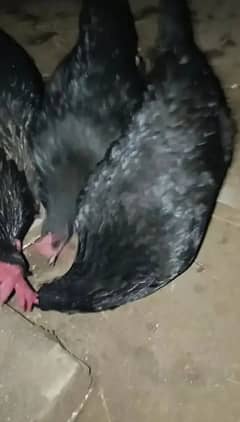 Australorp and RIR Fertile Egg