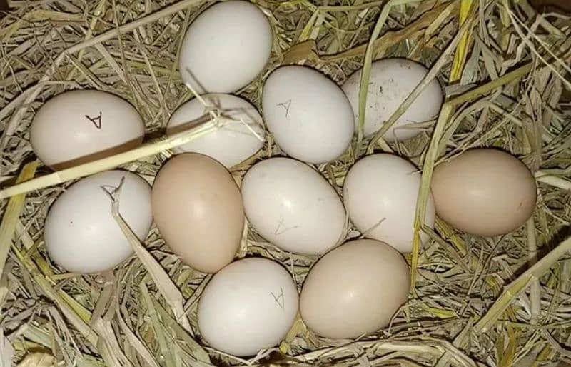Australorp and RIR  Fertile Egg 1