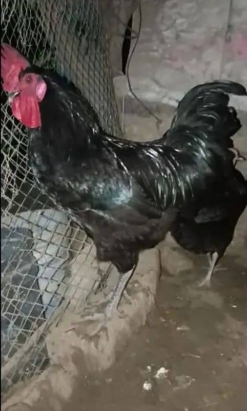 Australorp and RIR  Fertile Egg 2