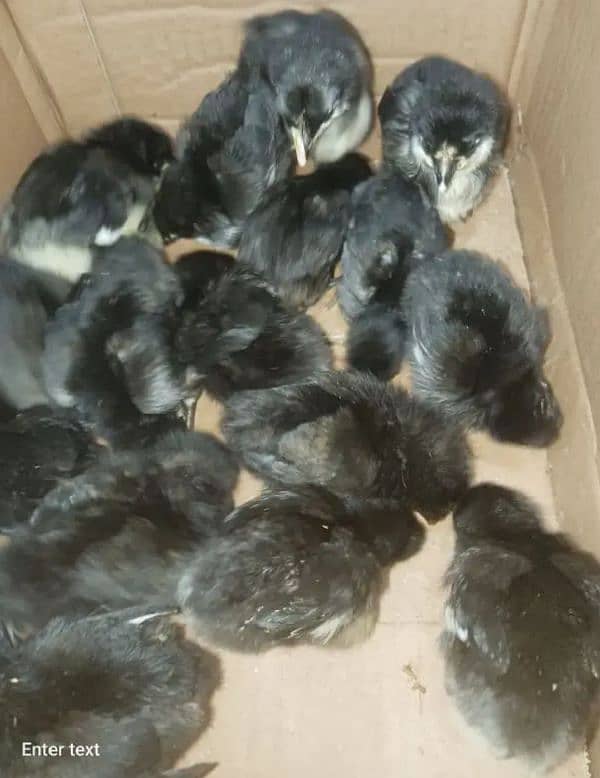 Australorp and RIR  Fertile Egg 3