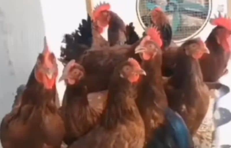 Australorp and RIR  Fertile Egg 4