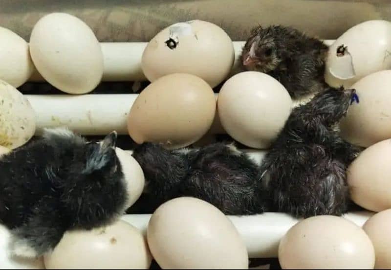 Australorp and RIR  Fertile Egg 5