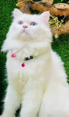 Persian triple coated punch face kittens03463649736 WhatsApp