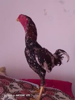 qandahari parrot beak