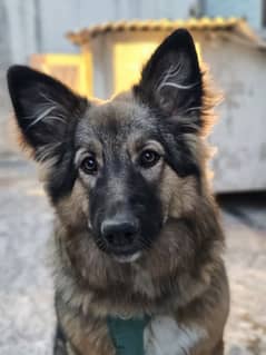 German Shepard Female - 9 months old