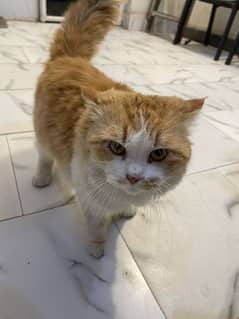 Persian Male Cat