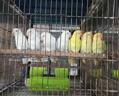 Albino Red Eyes, Albino split ino, Decino 03317862112