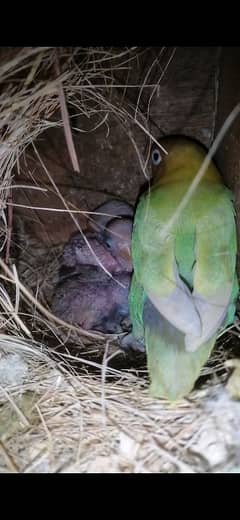 lovebirds Parblue pestle ino breeder pair