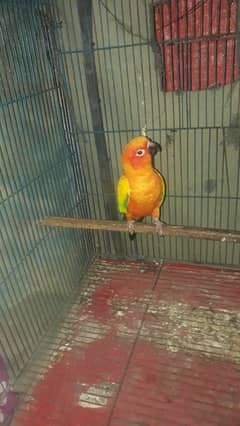 sun conure breeder pair