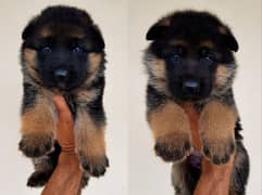 German shepherd top quality puppies for sale