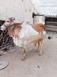 bull for sale qurbani for 2026