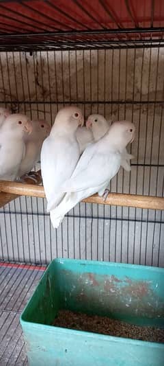 Albino Red eye pairs and extra males & albino be split male