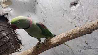 raw male parrot