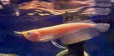 fully albino arowana fish red eye