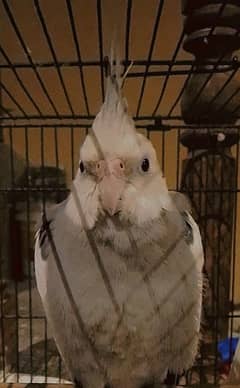 white faced cockatiel with cage