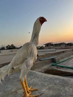 Pure King White Shamo Chicks Available