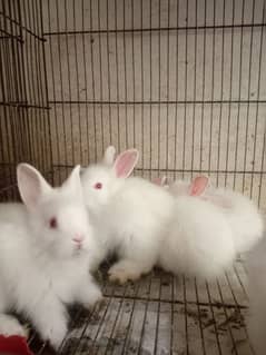 Giant angora fluffy bunny 1750 per piece