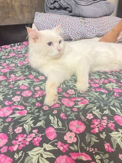 Persian Male Cat