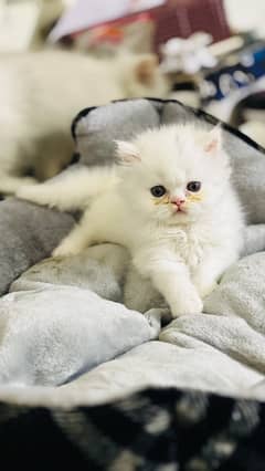 white punch face male kitten triple coated for sale