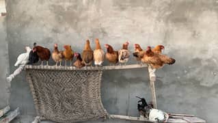 egg laying Golden misri hens