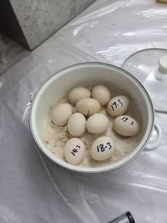 jis ko cahye heera aseel egg available  ha 500 ka 1