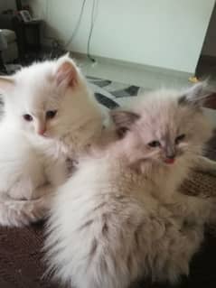 Himalayan Cats - Himalayan Kittens, Age 2 Months