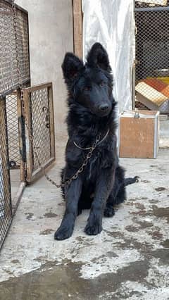 Black Shepherd Female