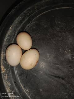 aseel Heera galwa kandhari high quality egg's for sale per peace 3000