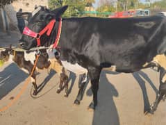 friesian jersey cros cow