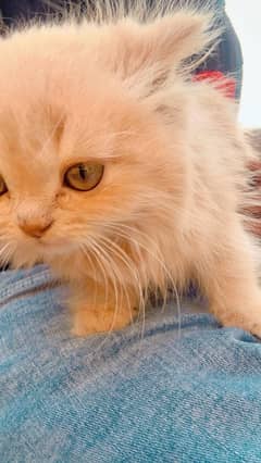 3 Months Old Persian Male Cat