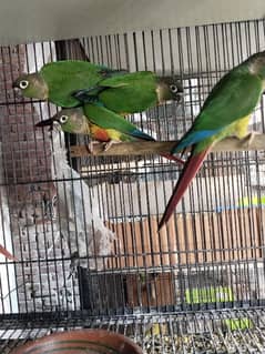 conure Pathy  for sale