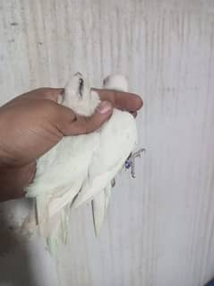 ALBINO RED EYE PAIR FOR SALE