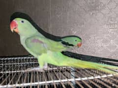 Raw Parrot Complete pair