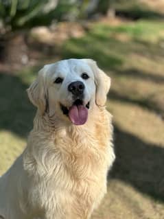 English Gold Retriever for STUD