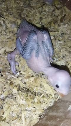 GREEN PARROT CHICK AGE 15 DAYS ONLY -4500