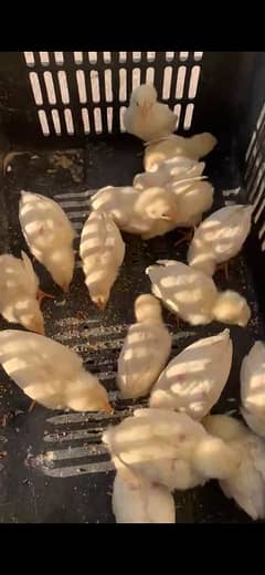 paper white heera aseel chicks, breeders, murga, female,madi