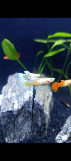 Exotic Albino Red eye Guppy & 24k gold exotic dumbo ear betta male