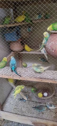 Australian Parrots