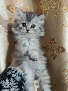 Persian kittens for sale