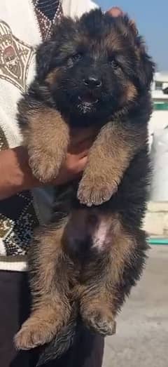 German shepherd long coat puppy