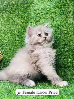 Persian Kittens Pair For Sale