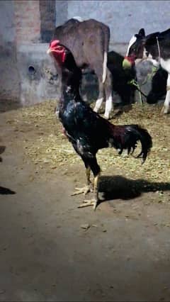 Aseel Hens | shamo | Mianwali Aseel | White Heera | black Shamo |Cages