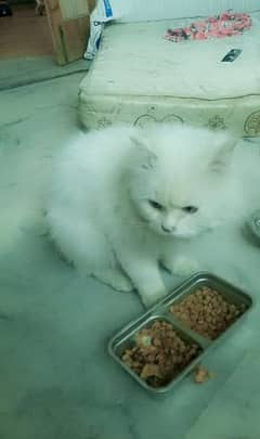 Persian triple coat hair male cat for sale