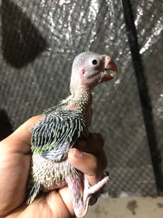 Green Ringneck chicks