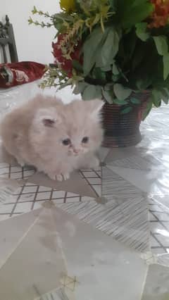 Persian female kitten. . cream colour