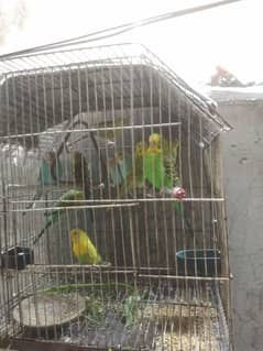 10 Australian parrots for sale .